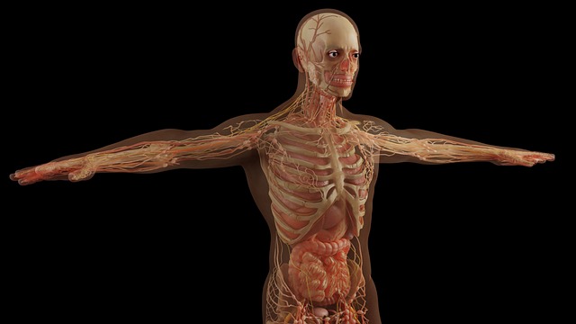 Anatomical illustration accompanying the herbal medicine material
